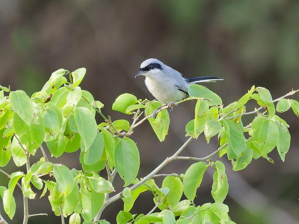 Maskermuggenvanger (Polioptila dumicola)